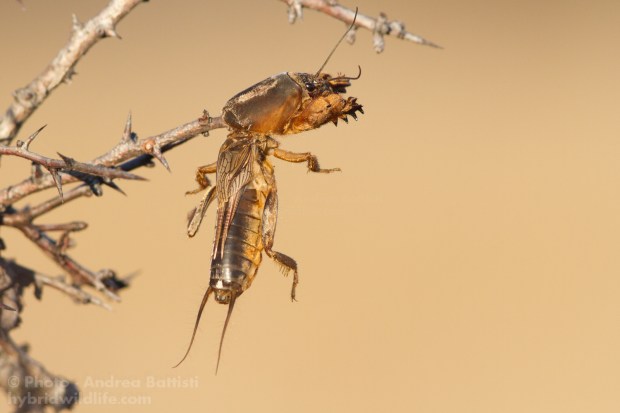 Mole cricket (Gryllotalpa gryllotalpa) as prey of Great Grey Shrike Canon 7D, 300f4 (1/640, f/8.0, 640iso)