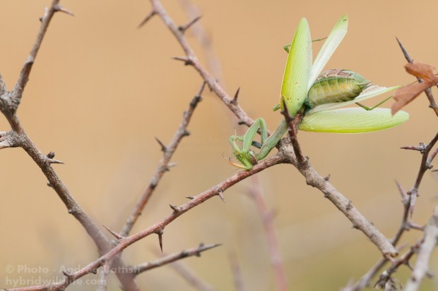 Mantis religiosa as prey of Great Grey Shrike Canon 7D, sigma 150macro (1/640, f/5.6, 1000iso)