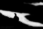 Silhouette di Pernice Bianca (Lagopus mutus), Alpi Piemontesi - Canon 400D, 300 f/4L (1/1000, f/6.3, 400iso).
