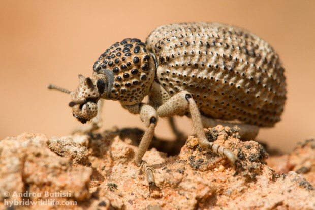 A Brachycerus found in the karoo (South Africa) - Canon 7D, sigma 150mm macro (1/250, f/9.0, 500iso)