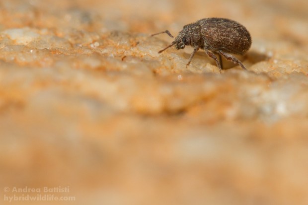 A new species of the new genus "Nama" - Canon 7D, sigma 150mm macro (1/500, f/8.0, 320iso)