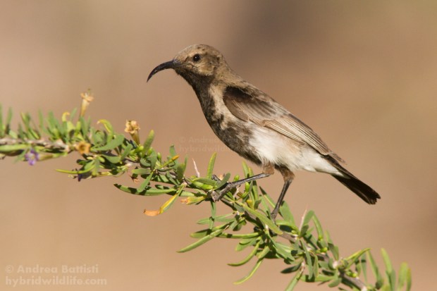 Dusky sunbird (Cinnyris fuscus), Namaqualand - Canon 7D, Canon 300/f4L + 1.4x (1/2500, f/7.1, 640iso)