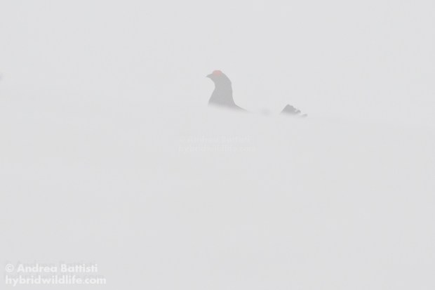 Black Grouse in the fog - Canon 7D, 300/f4 L (f/8.0, 1/800, 800iso)