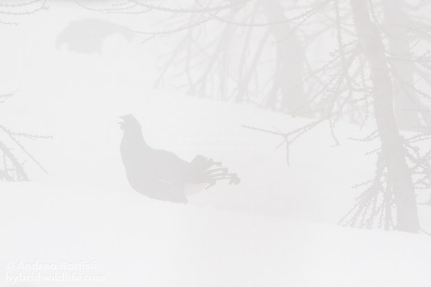 Two males of Black grouse displaying - Canon 7D, 300/f4 L (f/8.0, 1/1600, 1000iso)