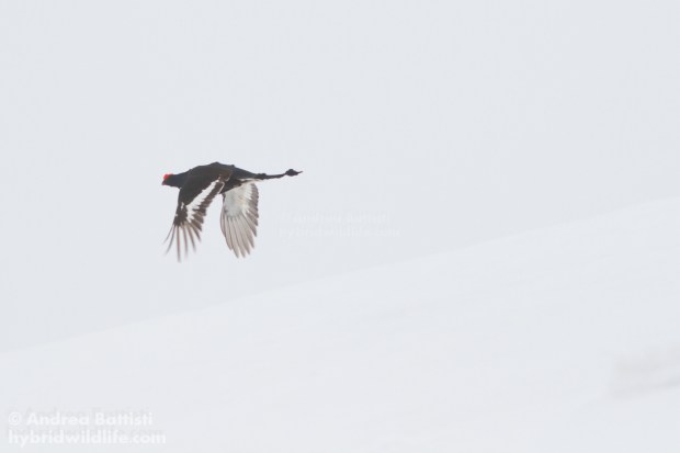 Black grouse in flight - Canon 7D, 300/f4 L (f/8.0, 1/800, 400iso)
