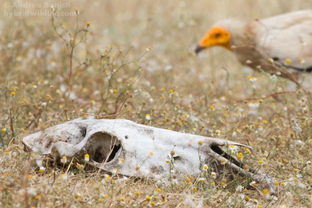 Aegyptian vulture - Canon 7D, 300/f4 L (f/8.0, 1/60, 160iso)