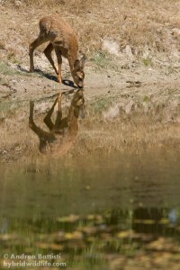 Puppy of Rod deer drinking at a pond - Campanarios de Azaba - Canon 7D, 300/f4 L (f/6.3, 1/2000, 1600iso