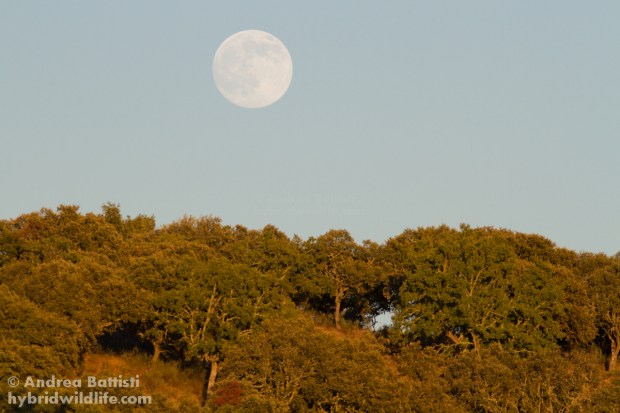 Full moon above the "Dehesa"- Campanarios de Azaba - Canon 7D, 300/f4 L (f/9.0, 1/640, 640iso