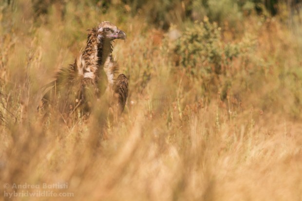 Avvoltoio monaco - Canon 7D, 300 f/4 L ()