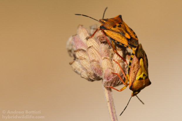 Carpocoris sp., Spagna - Canon 7D, sigma 150macro f:2.8 (f/9.0, 1/320, 320iso)