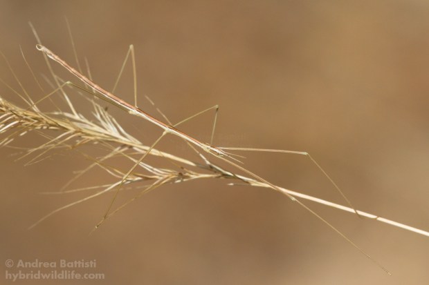 Bacillus rossius, Spagna - Canon 7D, sigma 150macro f:2.8 (f/9.0, 1/2000, 800iso)