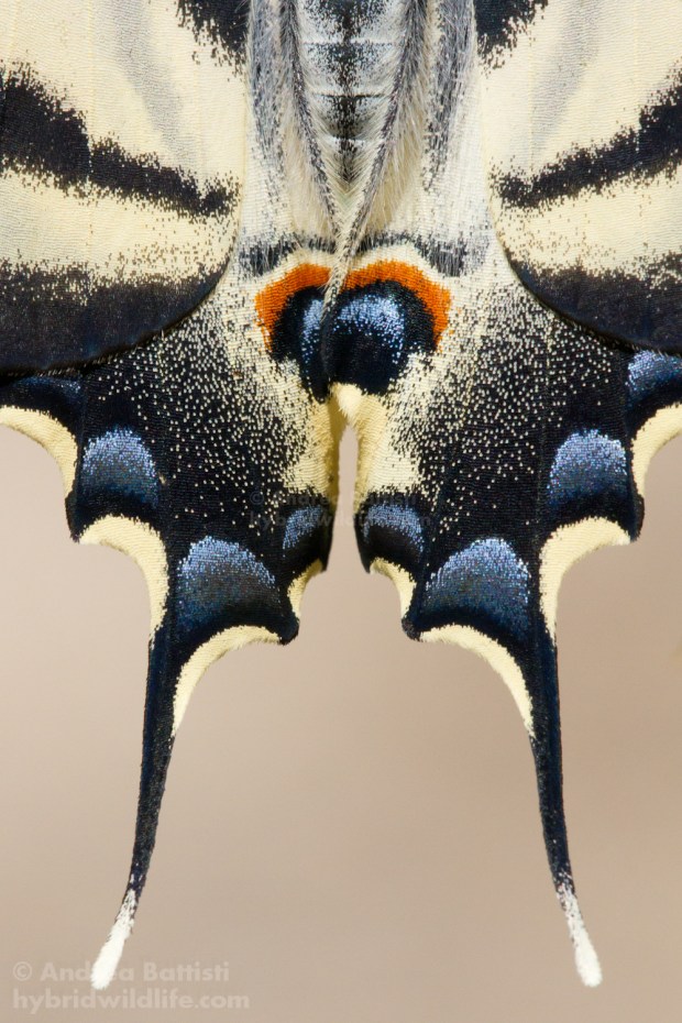 Iphiclides feisthamelii, Spagna - Canon 7D, sigma 150macro f:2.8 (f/11, 1/1000, 1600iso)