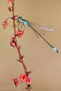 Ischnura graellsii, Spagna - Canon 7D, sigma 150 macro f:2.8 (f/9.0, 1/800, 1000iso)