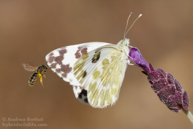 Pontia daplidice, Spagna - Canon 7D, sigma 150macro f:2.8 (f/8.0, 1/1000, 800iso)