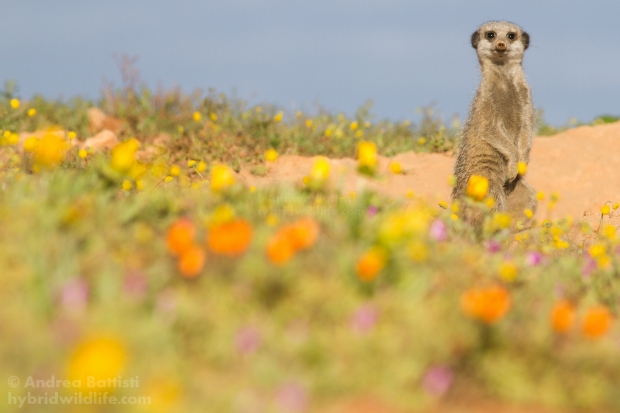 Suricata in a blooming desert - Canon 7D, 300/f4 L (f/9.0, 1/1600, 500iso)