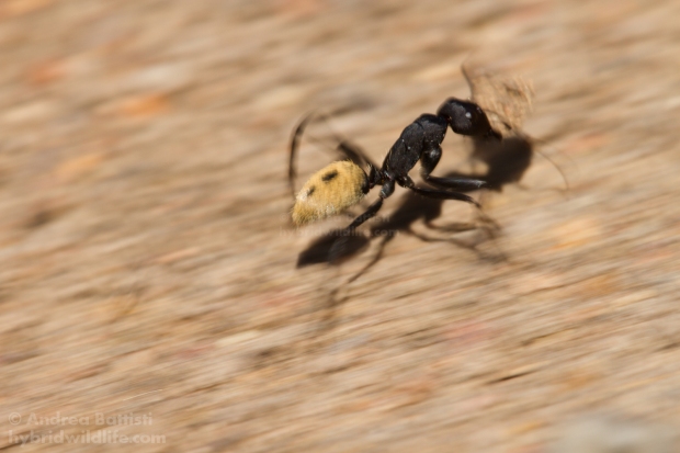Desert ant at work - Canon 7D, sigma 150 macro/f2.8 (f/13, 1/50, 125iso)