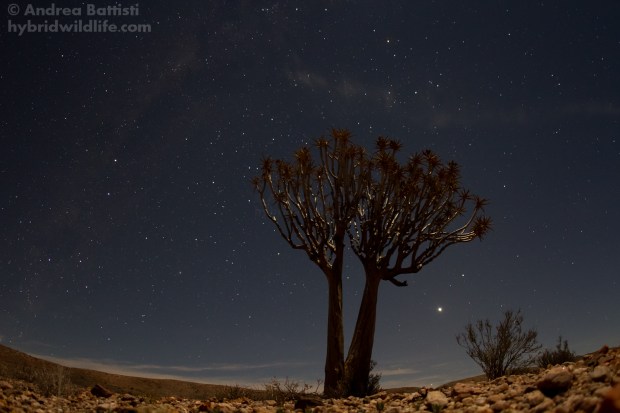 Un Aloe dicotoma in una notte di luna piena, Aggeneys - Canon 7D, sigma 15mm fisheye (f/2.8, 20'', 800iso)