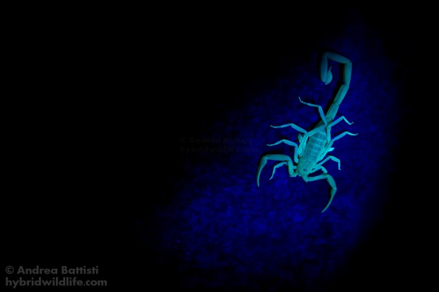 Uno scorpione in attività tra le rocce - Canon 7D