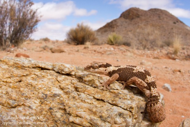 - Canon 7D, 300mm f/4 L (f/, 1/, iso)