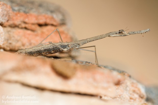 - Canon 7D, 300mm f/4 L (f/, 1/, iso)