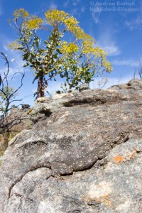 Agama atra, Vanrysdorp - Canon 7D, sigma 15mm f/2.8 fisheye (f/16, 1/160, 400iso)