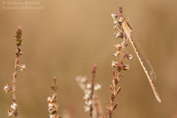 Sympecma paedisca - Canon 7D, sigma 150 macro f/2.8 (f/9.0, 1/250, 400iso)