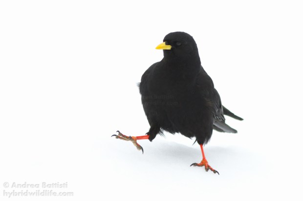 Gracchio alpino, Alpe Devero - Canon 7D, 300mm f/4.0 (f/5.0, 1/1000, 500iso)