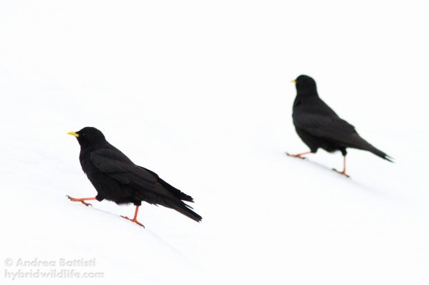 Gracchi alpini, Alpe Devero - Canon 7D, 300mm f/4.0 (f/5.0, 1/3200, 500iso)