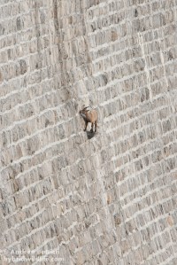 Pare incredibile come questa femmina di stambecco sia arrivata su quella pietra sporgente - Canon 7D, 300mm f/4 + 1.4x (f/11, 1/100, 400iso).