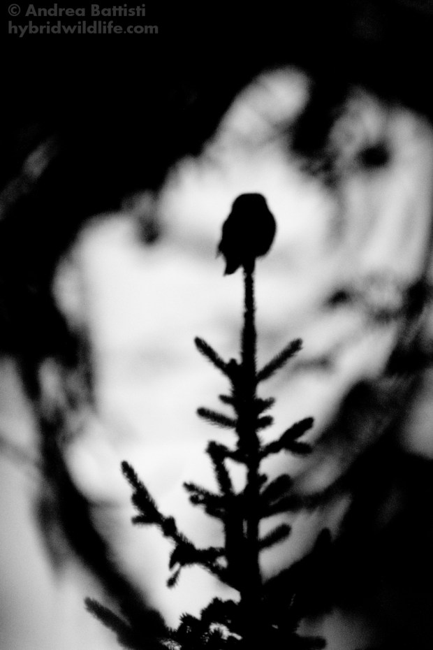 Civetta nana (Glaucidium passerinum) - Canon 7D, 300mm f/4.0 L IS (f/4.0, 1/100, 6400iso)