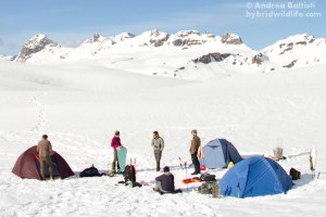 Rock ptarmigan census in late spring 2013, exceptional overnight on the snow. 