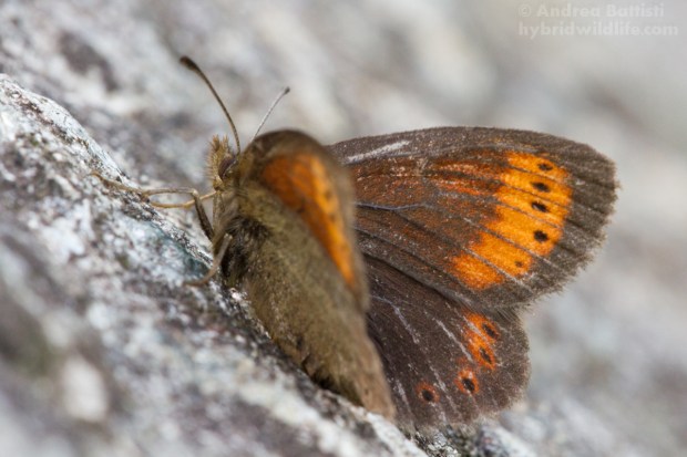 Erebia christi, female - Canon 7D, sigma 150mmf/2.8 macro (f/13, 1/40, 160iso)