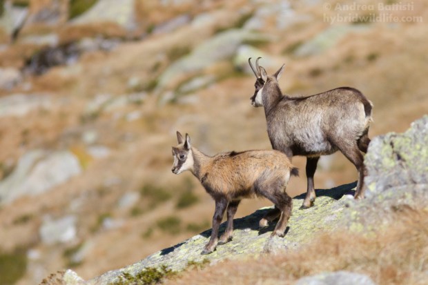 Mamma e piccolo, Alpi piemontesi - Canon 7D, 300m f/4.0 (f/ ,1/, iso)
