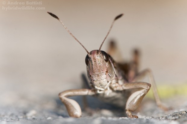 Aeropus sibiricus ♂ - Canon7D, sigma 150mm f/2.8 (f/8.0, 1/400, 400iso)
