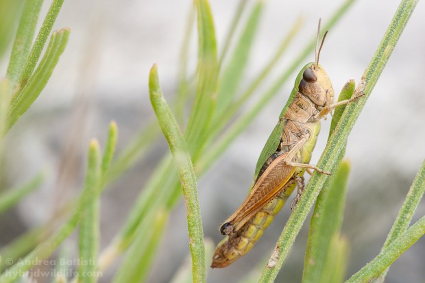Chorthippus parllelus ♀ - Canon7D, sigma 150mm f/2.8 (f/8.0, 1/200, 400iso)