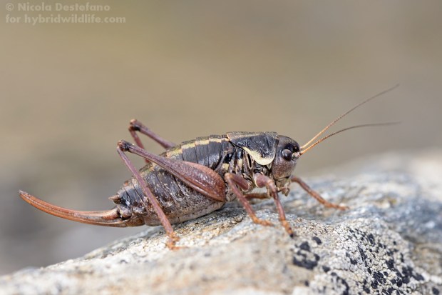Anonconotus occidentalis ♀, una cavallette delle alte lande alpine - Nikon D610, 105 f/2.8 macro (1/250, f/18, 400iso) 2flash
