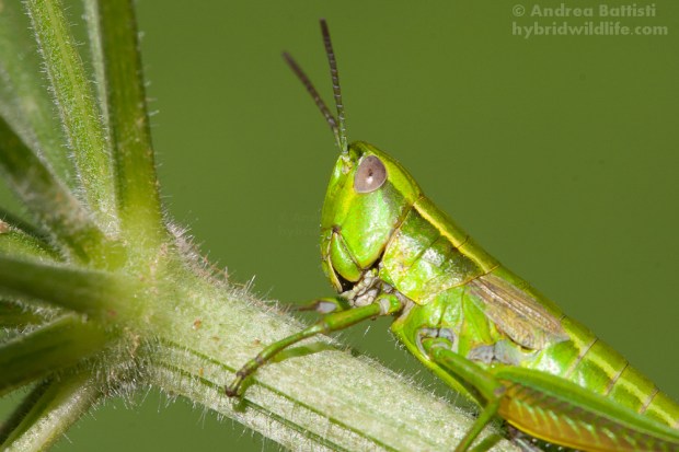 Euthystira brachyptera ♂ - Canon7D, sigma 150mm f/2.8 (f/10.0, 1/250, 400iso)