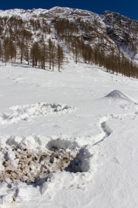 Cinghiali - Canon 7D, sigma15mm fisheye f/2.8 (f/9.0, 1/1600, 250iso)