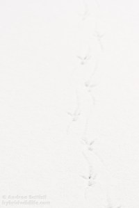 Cornacchia - Canon 7D, sigma 150mm f/2.8 (f/7.1,1/200, 100iso)