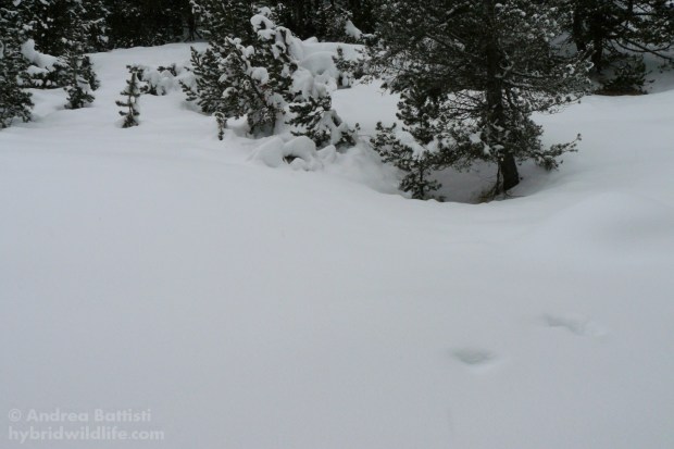 Fagiano di monte, igloo invernale - Panasonic DMC-FZ8 (f(5.6, 1/250, 100iso)