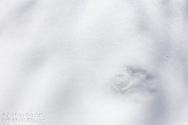 Lupo - Canon 7D, sigma15mm fisheye f/2.8 (f/9.0, 1/4000, 800iso)