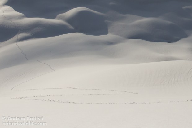 Una mia traccia battuta nella neve - Canon 7D, sigma15mm fisheye f/2.8 (f/7.1, 1/8000, 1250iso)