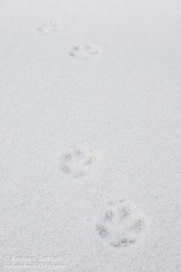 Volpe - Canon 7D, Tamron 17-50mm f/2.8 (f/10, 1/80, 100iso)