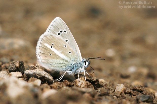 Polyommatus damon, (minor preoccupazione, LC) - Canon 7D, sigma 150mm f/2.8 macro (f/8.0, 1/320, 100iso)