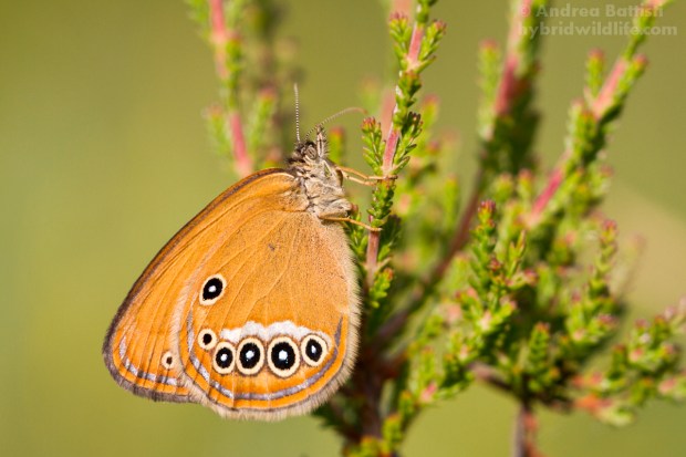 Coenonympha oedippus (minor preoccupazione, LC) - Canon 7D, sigma 150mm f/2.8 macro (f/5.0, 1/800s, 250iso)