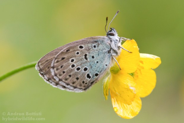 Maculinea arion (minor preoccupazione, LC) - Canon 7D, sigma 150mm f/2.8 macro (f/9.0, 1/25s, 1250iso, cavalletto)