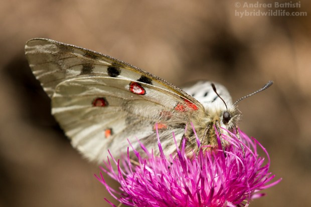 Parnassius (phoebus) sacerdos (minor preoccupazione, LC) - Canon 7D, sigma 150mm f/2.8 macro (f/6.3, 1/800s, 320iso)