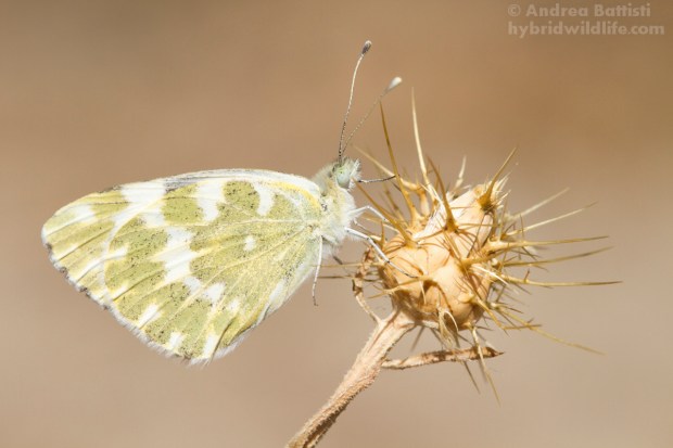 Pontia daplidice (minor preoccupazione, LC) - Canon 7D, sigma 150mm f/2.8 macro (f/ , 1/ , iso)