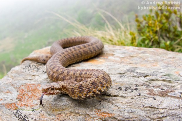 Vipera walser - Canon 7D, sigma 15mm fisheye f/2.8 (f/8.0, 1/125s, 2000iso)