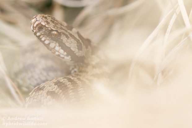 Vipera walser - Canon 7D, sigma 150 macro f/2.8 (f/5.6, 1/800s, 2000iso)